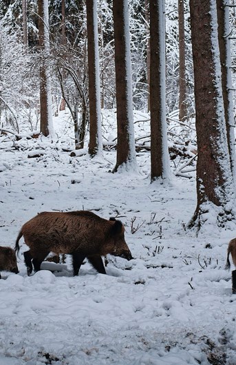 Wild boar | Game know-how | Deerhunter Blog